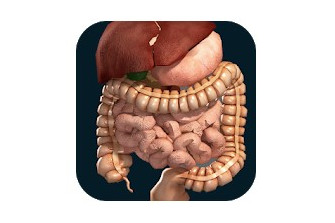 Organi interni 3D (anatomia)